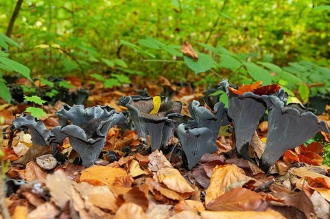 Craterellus cornucopioides, autumn trumpet, trumpet, black chanterelle, fungi, fungus, mushrooms,