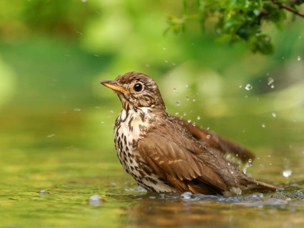 Song thrush (Turdus philomelos) bathing in shallow water with water droplets, Solms, Hesse, Germany