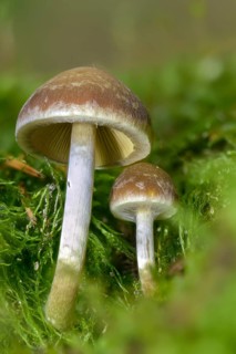 Cluster crumblecap, psathyrella hydrophila, psathyrella piluliformis, white-stemmed stick sponge,