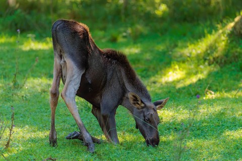 A moose calf (Alces alces) grazes in a green meadow on a sunny day. belarus, china, Czech Republic,