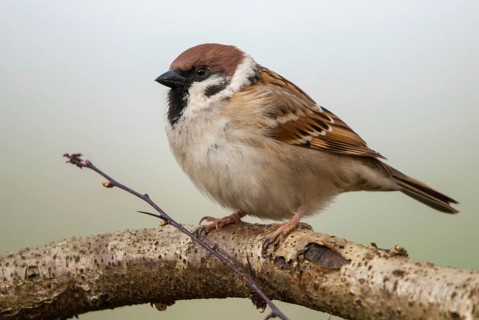 Tree Sparrow, Passer Montanus, Sparrow, Tree Sparrow, Birds, Passeri, Songbirds, Sparrow, Sparrow,