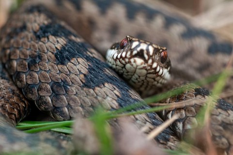 European adder, European viper, venomous snake, vipera berus, critters, poisonous reptilia,