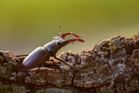 Thundergugi, firecracker, stag beetle, horn shredder, Lucanus cervus, Schröter, Beetle, Coleoptera,