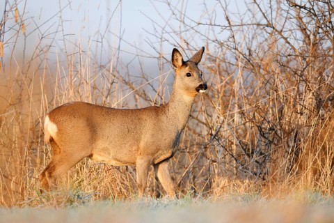 European roe deer (Capreolus capreolus), doe in winter, Lower Saxony, Germany