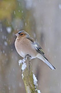 ChafffinchFringila Cölebs sitting on a branch in the snow, February 2009