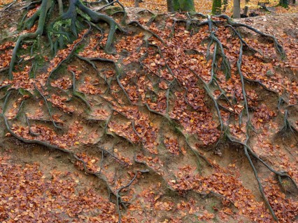 Branched beech roots dig into the soil, Sauerland, North Rhine-Westphalia, Germany