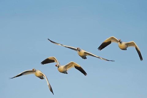 Snow geese flying. Forest of Apache, New Mexico, USA. Snow Geese. Bosque del Apache, New Mexico,