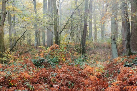 Deciduous forest with eagle fern (Pteridium aquilinum) in autumn, North Rhine-Westphalia, Germany