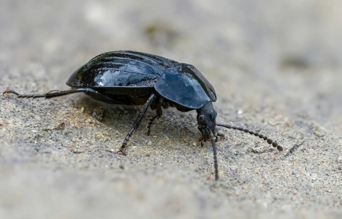 Black snail beetle, Phosphuga atrata, black carrion beetle, black snail hunter, beetle, coleoptera,