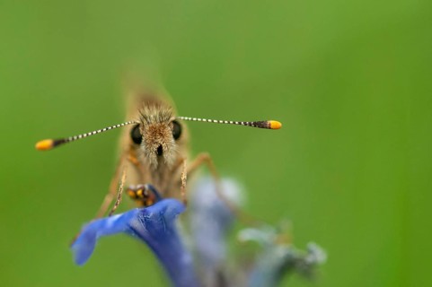 Colorful bighead, carterocephalus palaemon, chequered skipper, yellow cube thighead, butterfly,