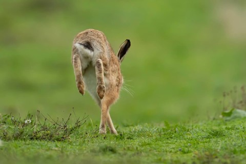 European brown hare (Lepus europaeus) adult animal running in grassland, England, United Kingdom