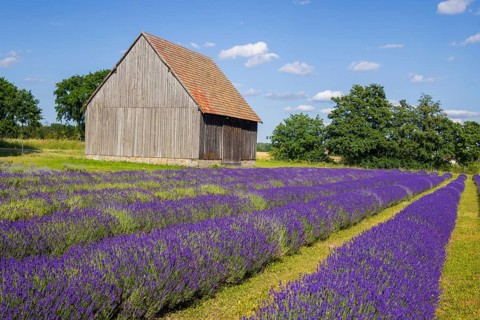 By growing lavender, in addition to diversifying crop rotation, operators want to produce a