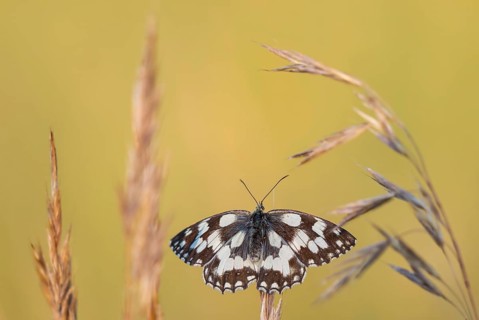 A checkerboard butterfly (Melanargia galathea) perched in the brown grass, Satyrinae, Kreuzbühl