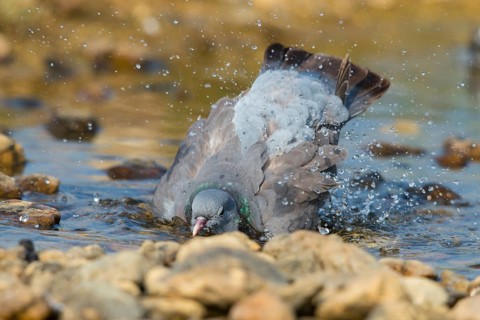 Columba Oenas, Holdove, Stock Pigeon, Bath, Bathe, Bird Bath, Birds, Columbidae, Doves, Doves,