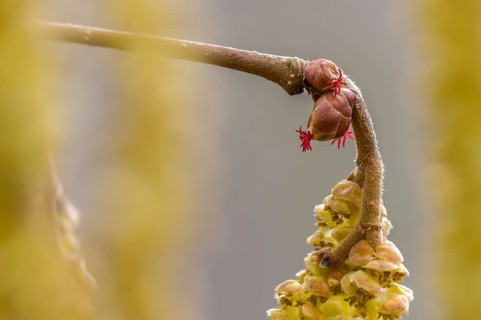 Betulaceae, birch family, corylus avellana, common hazel, hazel, hazel, female inflorescence,