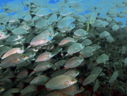 A large school of black-spotted grunts (Haemulon maculicauda) in the clear blue waters of the