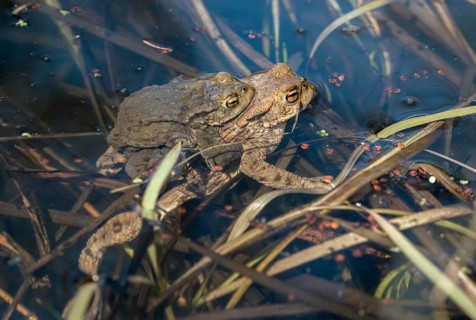 Bufo bufo, common toad, toad, amphibians, amphibians, early spawning season, amphibians, mating