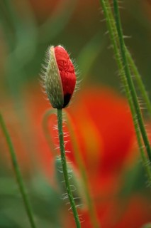 Poppy Bud, Turkish Poppy, Oriental Poppy, Germany