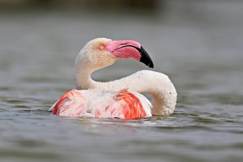 A greater flamingo (Phoenicopterus roseus) bathing in a pond, Camargue Regional Nature Park,