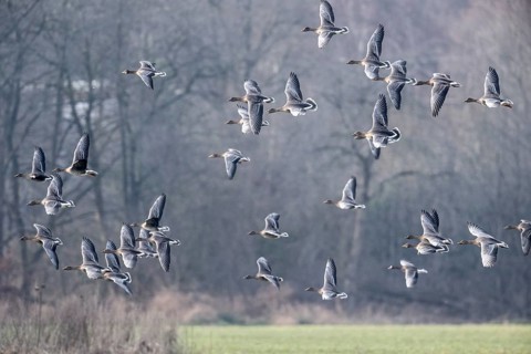 Bean geese (Anser fabalis), Emsland, Lower Saxony, Germany