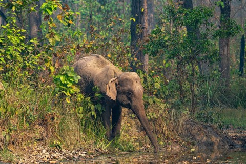 Elephant at watering hole, Asian elephant, Elephas maximus, Bardia National Park, jungle, jungle,