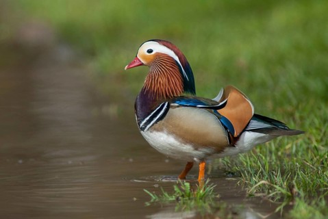 Aix galericulata, mandarin, mandarin duck, anatidae, birds, ducks, ducks, duck birds, leo, male,