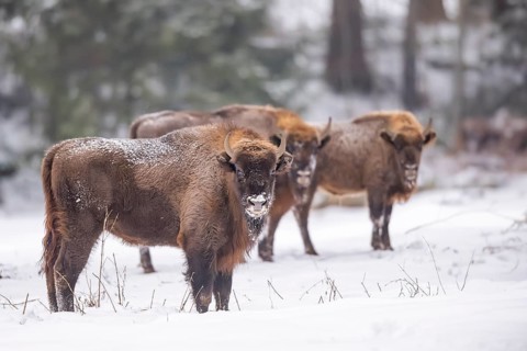 European bison (Bison bonasus) or Wisent standing on a meadow next to the forest in winter, snow,