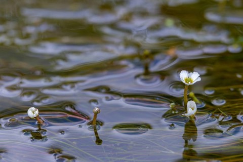 Fluding buttercup, flooding water buttercup, Ranunculus fluitans, flora, buttercup, plants, river