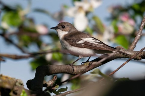 Ficedula hypoleuca, pied flycatcher, mourning snapper, mourning catcher, birds, passeri, songbirds,