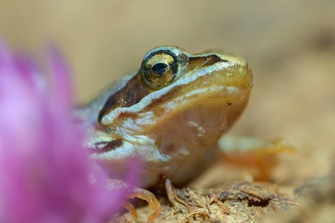 Moor frog, moor frog, rana arvalis, amphibians, amphibians, frog, frogs, young animal, juvenile,