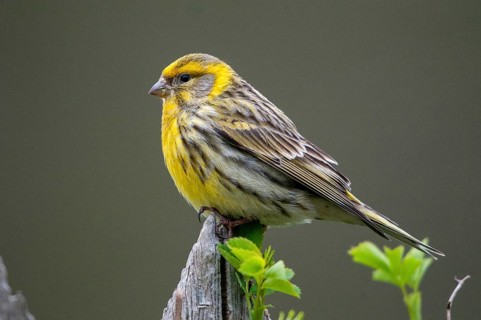 European Serin, serine, serinus serinus, birds, garden fence, garden fence, male, passeri,