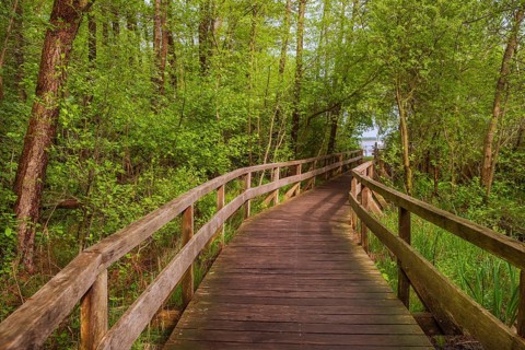 Moor bridge, Steinhuder Meer, Mardorf, Neustadt am Rübenberge, Hanover region, Lower Saxony