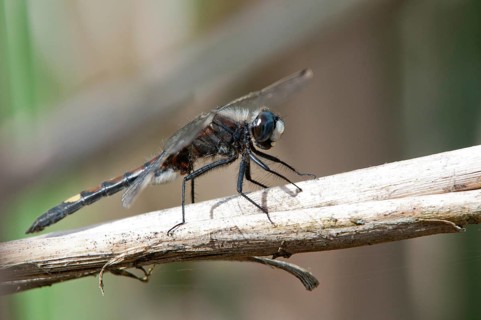 Large moss maiden, large white-faced darter, leucorrhinia pectoralis, yellow-spotted whiteface,