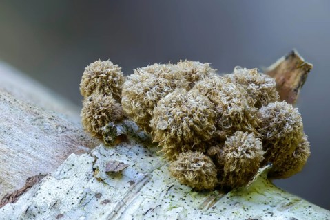 Cyathus hirsutus, cyathus striatus, striped expensive, sweetie, fluted bird's nest, fungi, fungus,