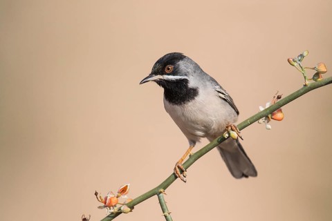 Rüppell's Warbler (Sylvia ruppeli) male, Eilat, Israel