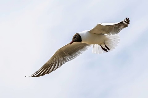 Black-headed Gull, Chroicocephalus ridibundus, bird in flight, England, United Kingdom