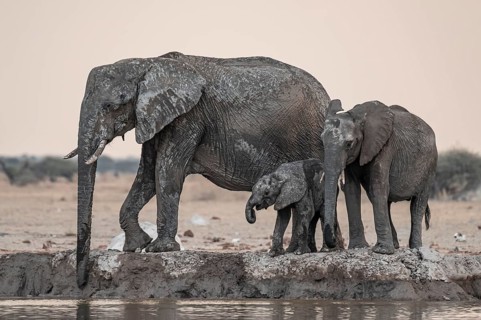 Animal family with baby elephant, African elephants (Loxodonta africana), drinking at the