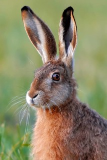 Animals Mammals Hare in Meadow, Lepus europaeus, Germany