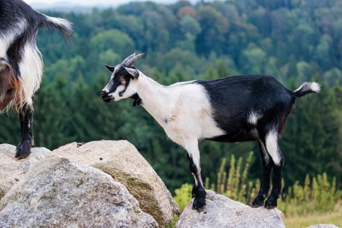 A crossbreed of peacock goat (Capra aegagrus f. hircus) and pygmy goat stands on a rock on a cloudy