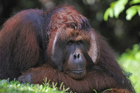 Animals Mammals (Pongo pygmaeus), Tanjung Puting National Park, Indonesia Orangutan, Bornean