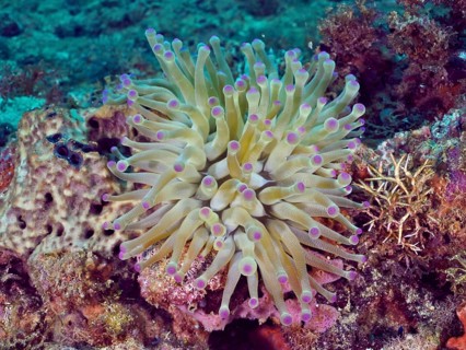 A beige sea anemone with purple tips, the Caribbean giant anemone (Condylactis gigantea),