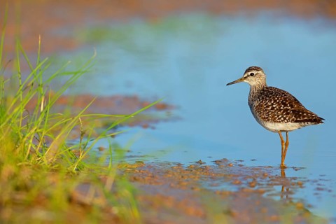 Wood sandpiper (Tringa glareola), Chevalier sylvain, Andarríos Bastardo, Raysut, Salalah, Sohar,