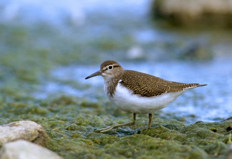 Actitis hypoleucos, common sandpiper, sandpiper birds, charadriiformes, leo, limikolen, snipe