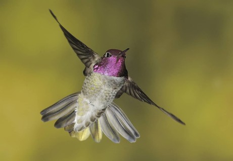 Anna's Hummingbird (Calypte anna), British Columbia, Canada