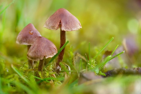 Cortinarius flexipes, scented girdle foot, geranium girdle foot, pelargonium girdle foot, purple