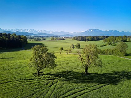 High trunk fruit trees, fields and meadows, in the back the snow-covered Alps with Mount Pilatus,