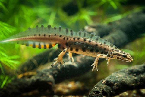 Lissotriton vulgaris, smooth newt, triturus vulgaris, amphibians, amphibians, amphibians,