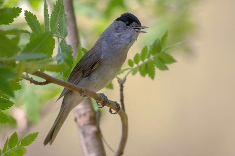 Blackcap, blackcap, blackcap, Sylvia atricapilla, birds, song, male, passeri, singing, songbirds,
