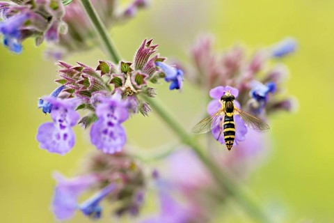 Common long-bellied hoverfly (Sphaerophoria scripta), on a catmint (Nepeta x faassenii) flower,