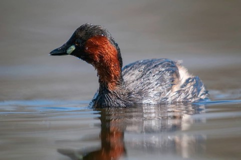 Littele Grebe, Tachybaptus Ruficollis, Little Grebe, Birds, Dabchick, Grebe, Grebe, Podicipedidae,